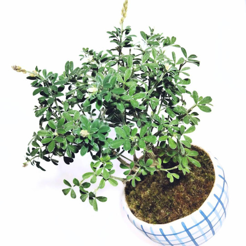 POTOCO エニシダ 陶器鉢 植物鉢 植物 観葉植物 和物 ミニ盆栽