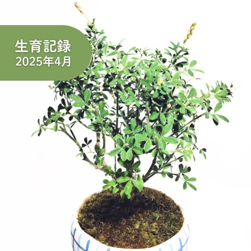 盆栽鉢　植木鉢　陶園芸　盆栽 POTOCO エニシダ 陶器鉢 植物鉢 植物 観葉植物 和物 ミニ盆栽