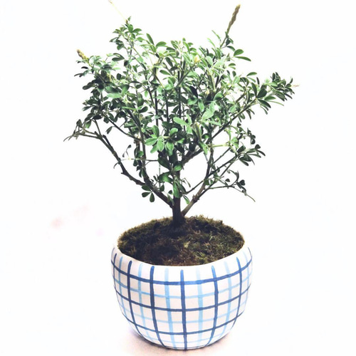 POTOCO エニシダ 陶器鉢 植物鉢 植物 観葉植物 和物 ミニ盆栽 盆栽 苔