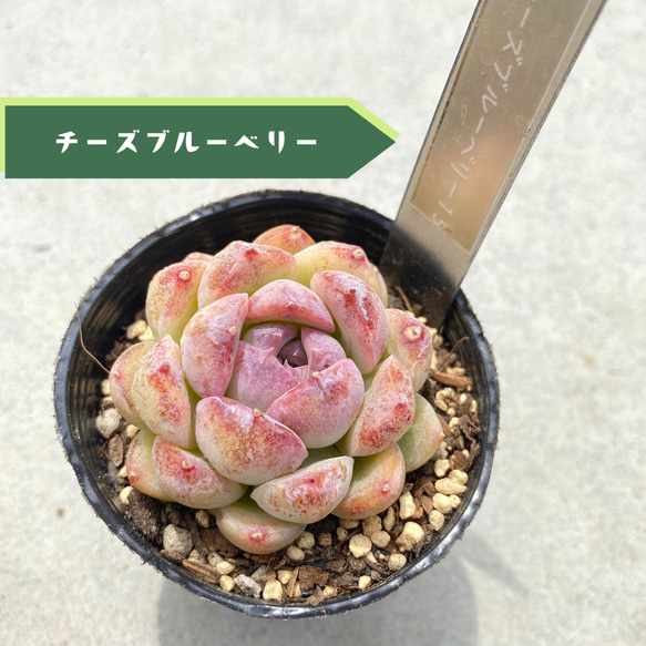 1苗【6cmポット/チーズブルーベリー】中苗 輸入苗 多肉植物 多肉植物