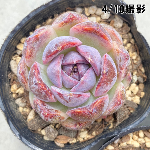 1苗【6cmポット/チーズブルーベリー】中苗 輸入苗 多肉植物 多肉植物