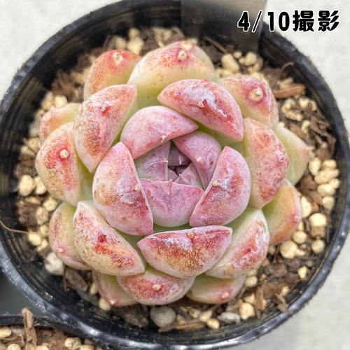 1苗【6cmポット/チーズブルーベリー】中苗 輸入苗 多肉植物 多肉植物