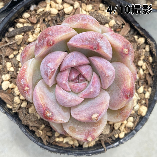 1苗【6cmポット/チーズブルーベリー】中苗 輸入苗 多肉植物 多肉植物