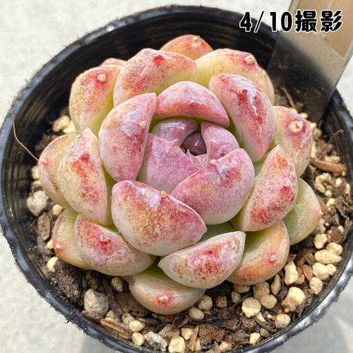 1苗【6cmポット/チーズブルーベリー】中苗 輸入苗 多肉植物 多肉植物