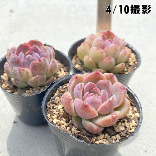1苗【6cmポット/チーズブルーベリー】中苗 輸入苗 多肉植物 多肉植物