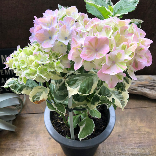 スパイスno.3♡カラフルランジア♡斑入りアジサイ♡カラーリーフ