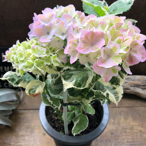 スパイスno.3♡カラフルランジア♡斑入りアジサイ♡カラーリーフ