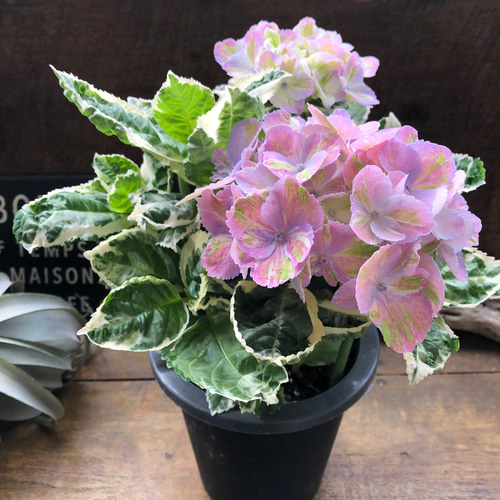 スパイスno.3♡カラフルランジア♡斑入りアジサイ♡カラーリーフ