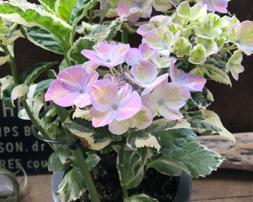 アジサイ 3色セット　8本 楽天市場】アジサイ セットの通販