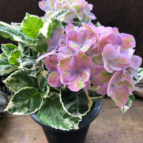 スパイスno.3♡カラフルランジア♡斑入りアジサイ♡カラーリーフ