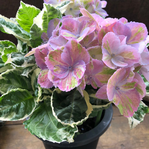 スパイスno.3♡カラフルランジア♡斑入りアジサイ♡カラーリーフ