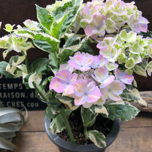 スパイスno.3♡カラフルランジア♡斑入りアジサイ♡カラーリーフ