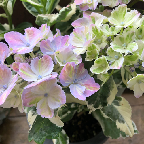 スパイスno.3♡カラフルランジア♡斑入りアジサイ♡カラーリーフ