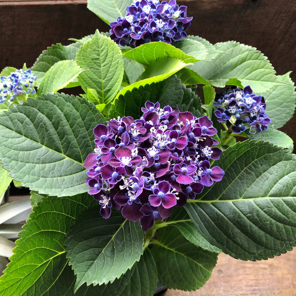 ネイビーブルー♡新品種♡5号♡アジサイ♡紫陽花 アートフラワー パリ