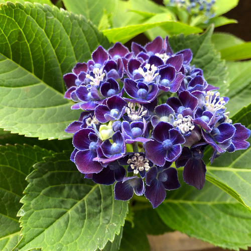 ネイビーブルー♡新品種♡5号♡アジサイ♡紫陽花 アートフラワー パリ
