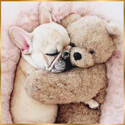 くまのぬいぐるみ - フレンチブルドッグ犬】テディーベア・teddy bear