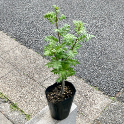 山椒の苗 山椒の苗木 ウルトラ山椒シリーズ 【果樹の苗木 12cmポット】｜ 【植物