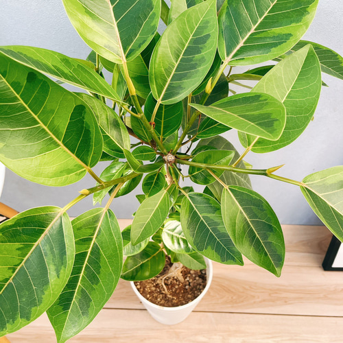 現品］♡かわいい♡ 10番 フィカス アルテシマ 曲がり 7号 観葉植物