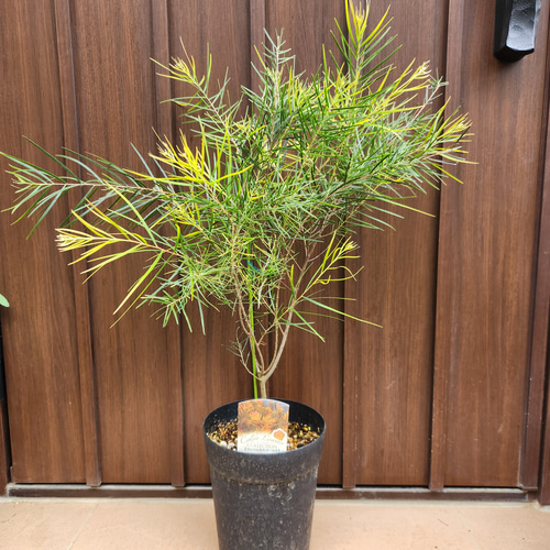 アカシアフェニックスゴールド オージープランツ 希少苗 幹太 大株 美樹形 8号 再販 アカシア フェニックスゴールド 鉢植え 苗木 カラーリーフ ドライ