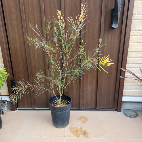 再販 アカシア フェニックスゴールド 鉢植え 苗木 カラーリーフ ドライ