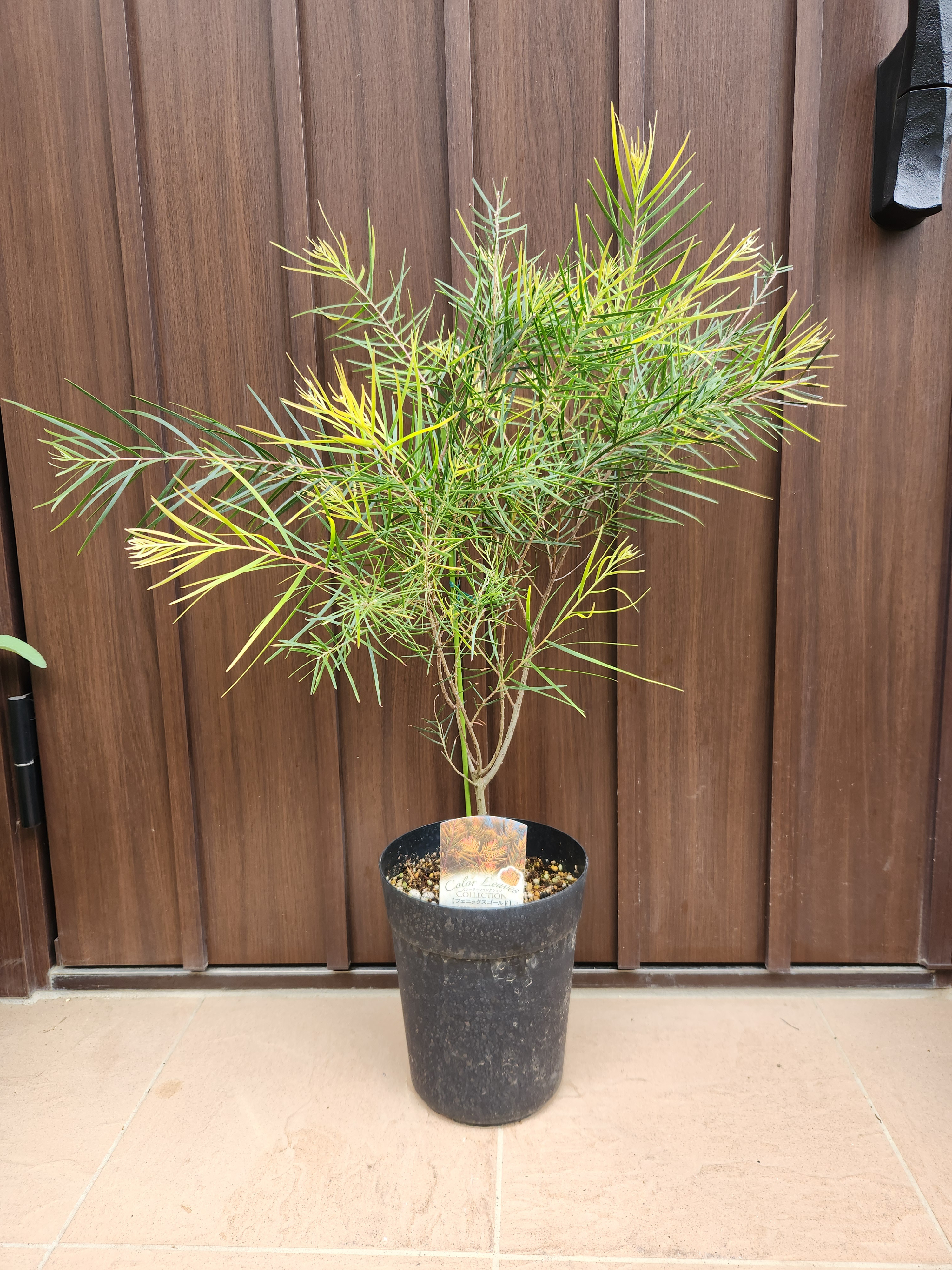 アカシアフェニックスゴールド　鉢植え　苗　カラーリーフ
