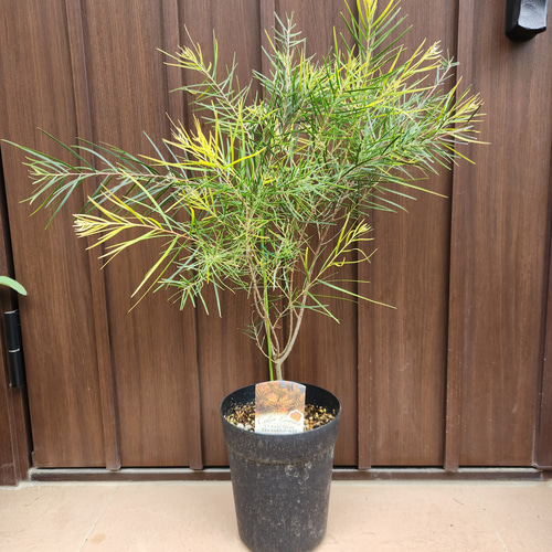 再販 アカシア フェニックスゴールド 鉢植え 苗木 カラーリーフ ドライ