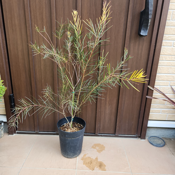 再販 アカシア フェニックスゴールド 鉢植え 苗木 カラーリーフ ドライ