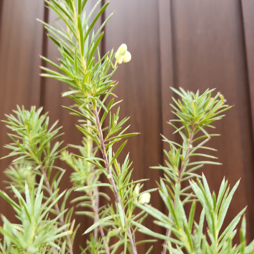 花芽付き♪グレビレア ロスマリニフォリアルテア 鉢植え 苗 オージー