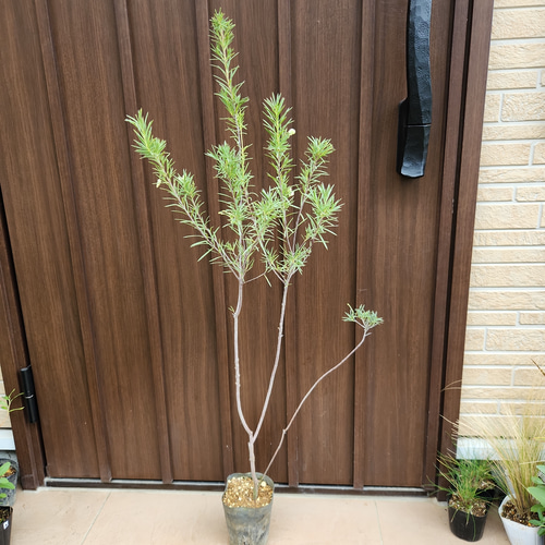 大きめ♡ グレビレア ストロベリーブロンド 鉢植え 苗 レア品種 今週の