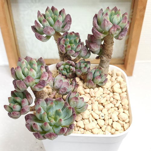 青りんご (ブルーエルフ、ブルーアップル) 木質化【セデベリア 多肉