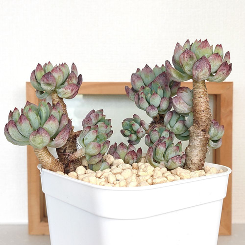 青りんご (ブルーエルフ、ブルーアップル) 木質化【セデベリア 多肉