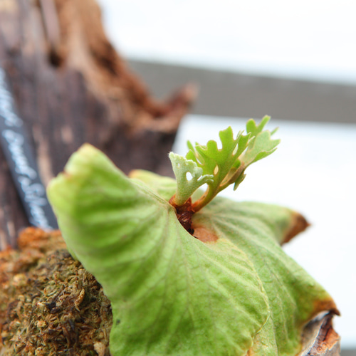 P.ridleyi 'Dwarf Silvery'】ビカクシダ リドレイ ドワーフシルベリー