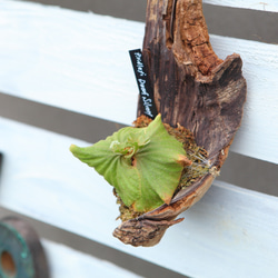 現品【P.ridleyi 】ビカクシダ リドレイ コルク付けNo328 多肉植物 匠