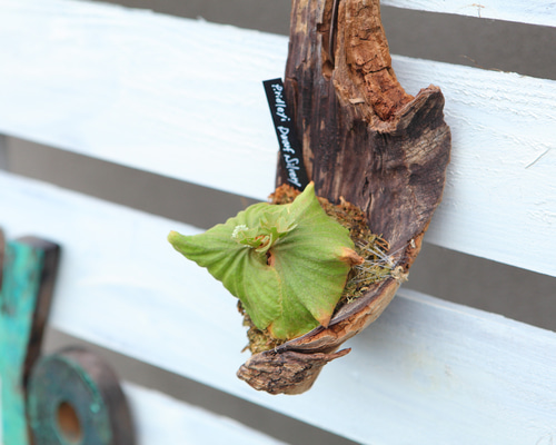 P.ridleyi 'Dwarf Silvery'】ビカクシダ リドレイ ドワーフシルベリー