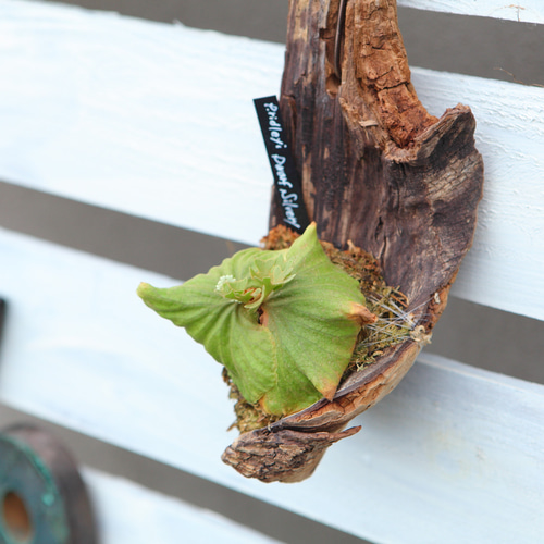 P.ridleyi 'Dwarf Silvery'】ビカクシダ リドレイ ドワーフシルベリー