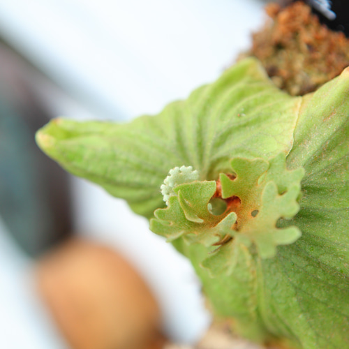 P.ridleyi 'Dwarf Silvery'】ビカクシダ リドレイ ドワーフシルベリー