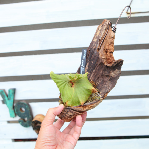 P.ridleyi 'Dwarf Silvery'】ビカクシダ リドレイ ドワーフシルベリー