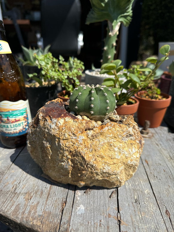 職人鉢 多肉植物 サボテンにも 職人鉢 多肉植物 サボテンにも 植木鉢