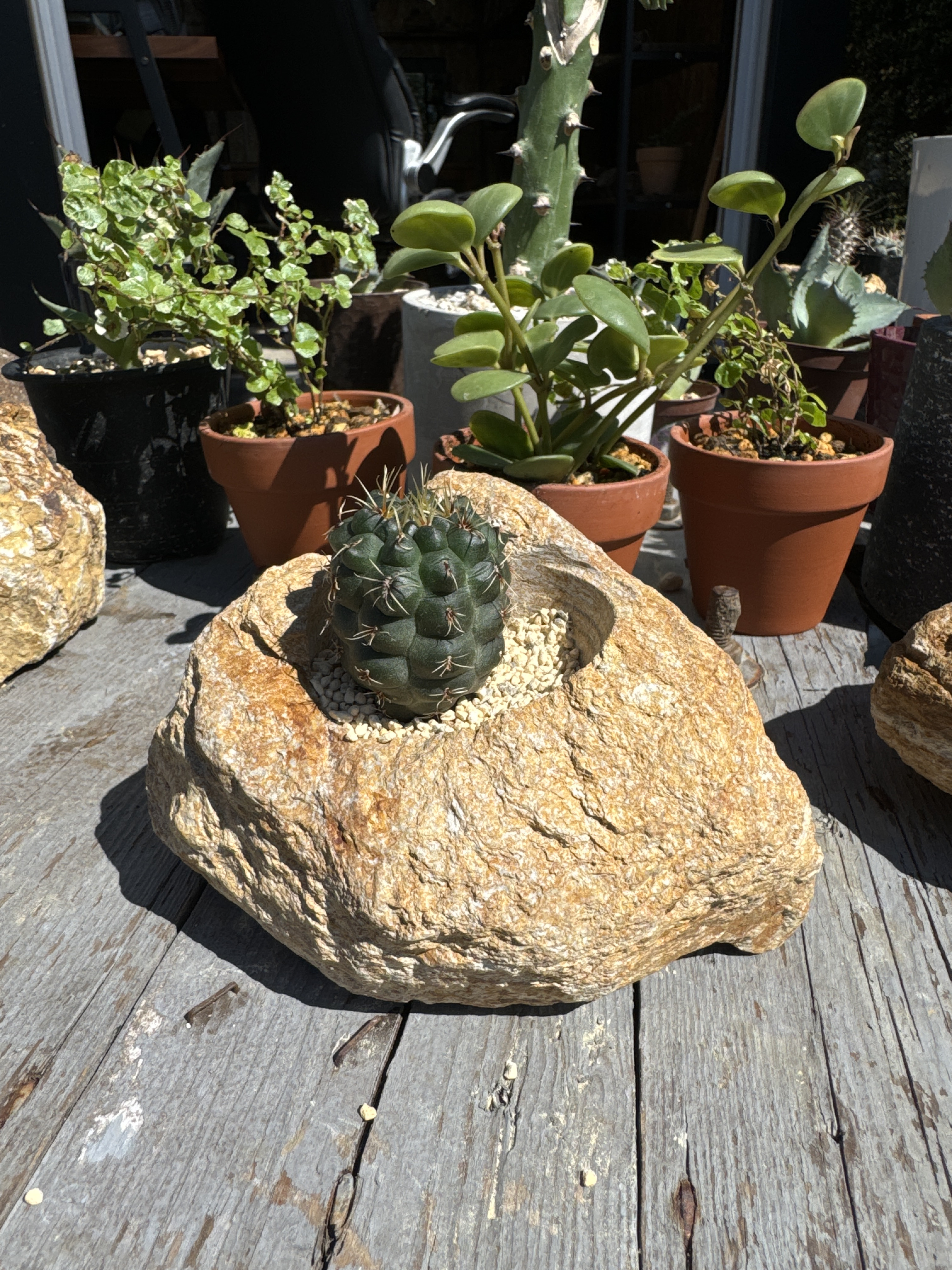 職人鉢 多肉植物 サボテンにも 植木鉢