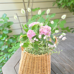 ユーカリポポラス フレッシュ30〜45センチ10本 その他インテリア雑貨