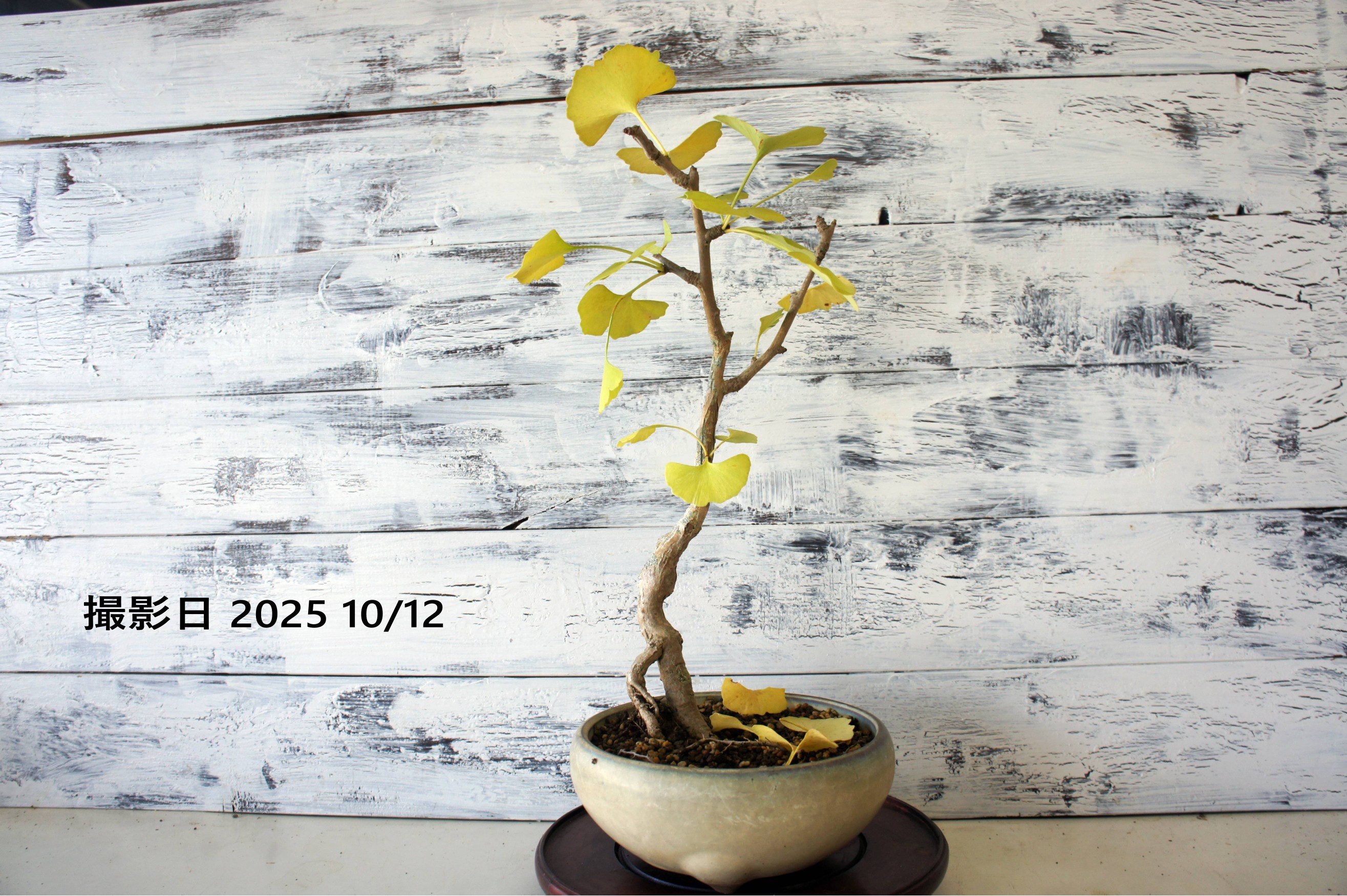 盆栽 『イチョウ』 銀杏 紅葉 和風 インテリア 園芸