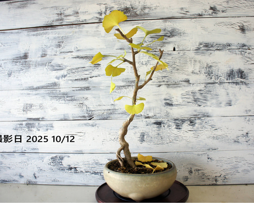 盆栽 『イチョウ』 銀杏 紅葉 和風 インテリア 園芸