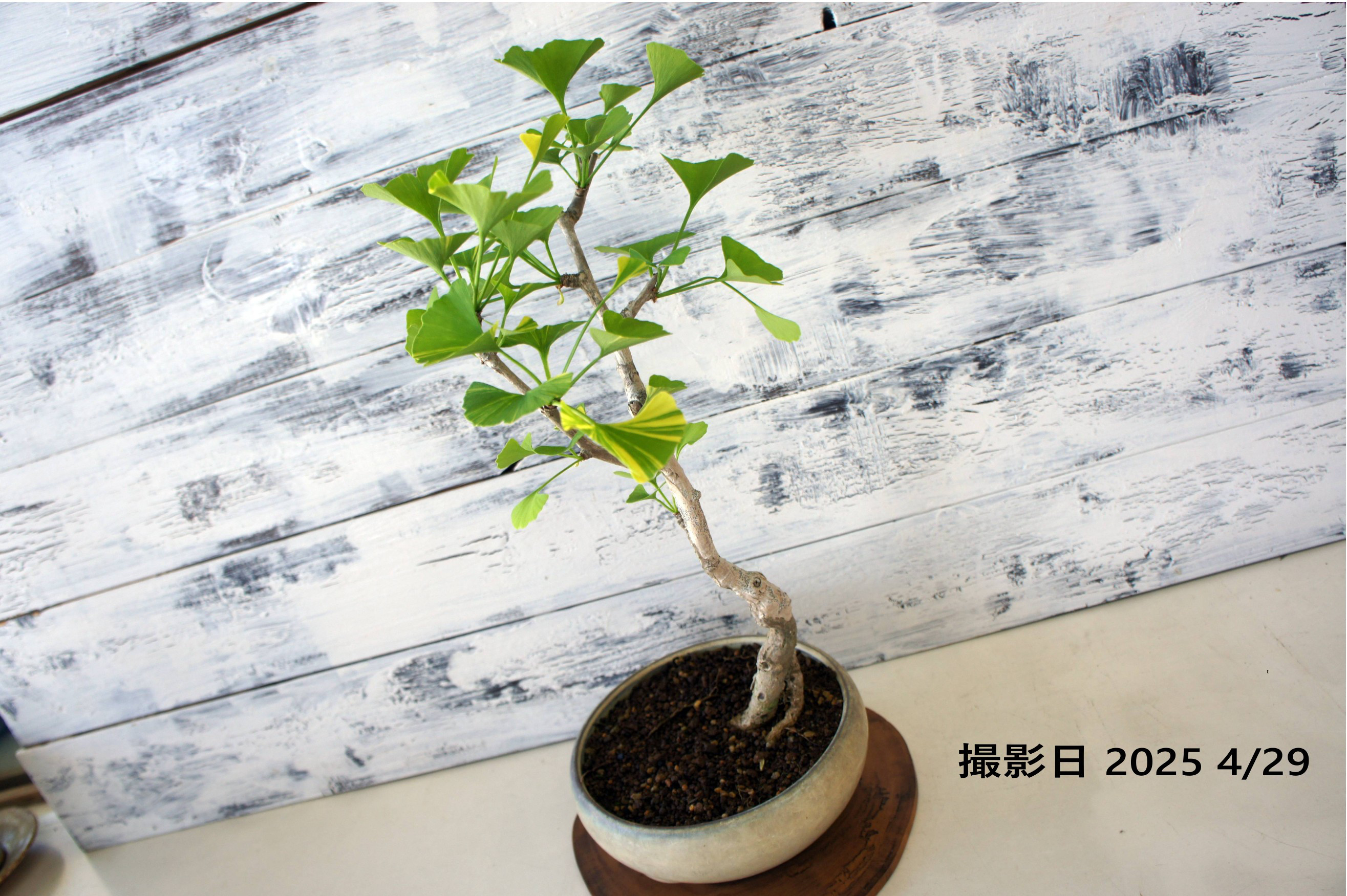 盆栽 『イチョウ』 銀杏 紅葉 和風 インテリア 園芸