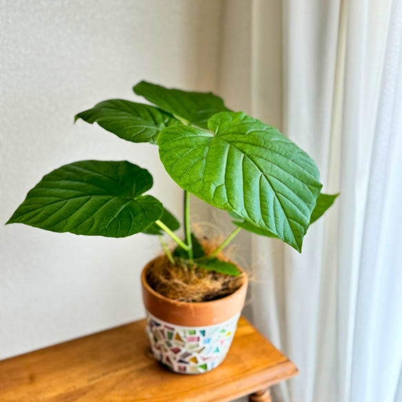 選べる植木鉢/ 数量限定 フィカスウンベラータ 鉢付き 選べる 植木鉢 