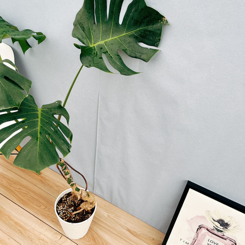 現品］79番 八丈島産 モンステラ デリシオーサ 幹上がり 7号 観葉植物