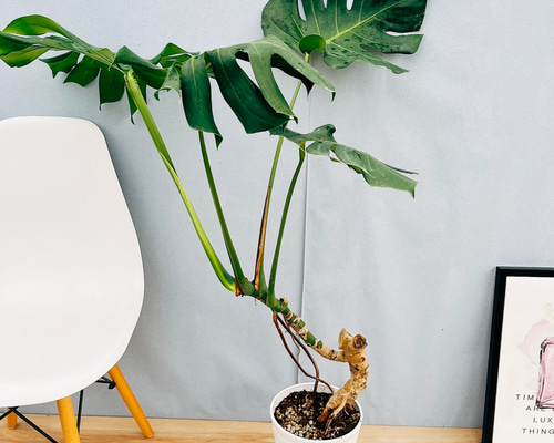 現物「モンステラ・デリシオサ 幹上がり」７号　110ｃｍ　Monstera 現物「モンステラ・デリシオサ 幹上がり」7号 110cm Monstera