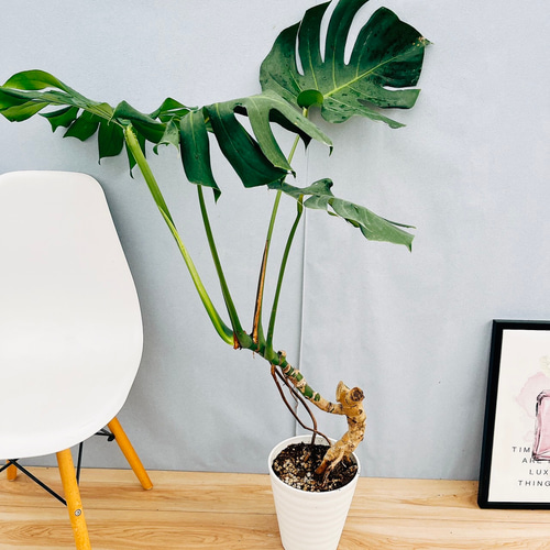 現品］79番 八丈島産 モンステラ デリシオーサ 幹上がり 7号 観葉植物