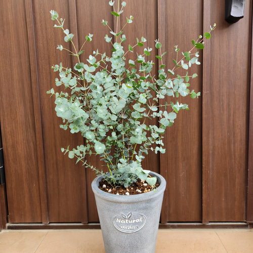 ボリューム株　ユーカリ　グニー　鉢植え　苗　シンボルツリーに 再販 ボリューム株♡ ユーカリグニー テラコッタ鉢植え 苗木