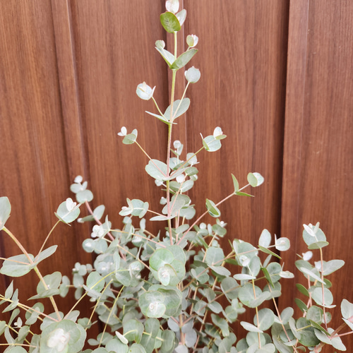 ボリューム株　ユーカリ　グニー　鉢植え　苗　シンボルツリーに ボリューム株ユーカリグニー鉢植え苗シンボルツリーに
