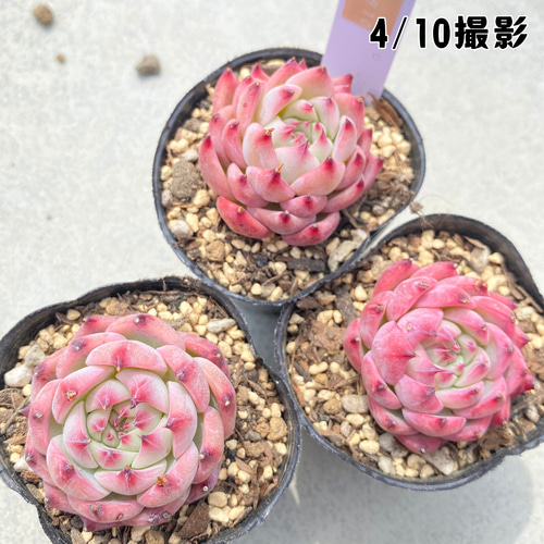 1苗【6cmポット/コロラータ】中苗 輸入苗 多肉植物 多肉植物